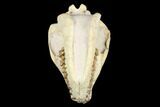 Fossil Oreodont (Merycoidodon) Skull - Wyoming #176530-3